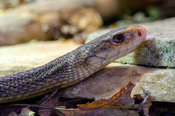 Obraz premium Coastal taipan - Oxyuranus scutellatus
