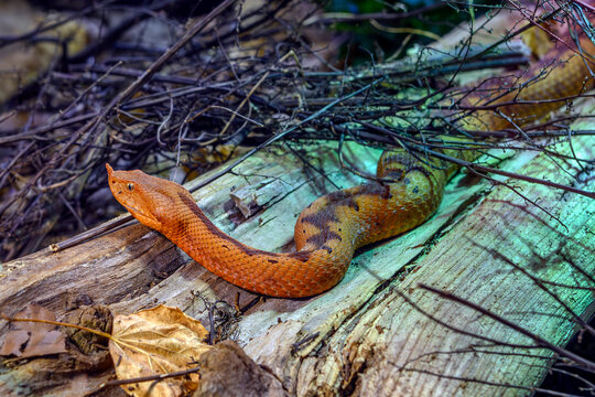 Long-nosed viper - Vipera ammodytes