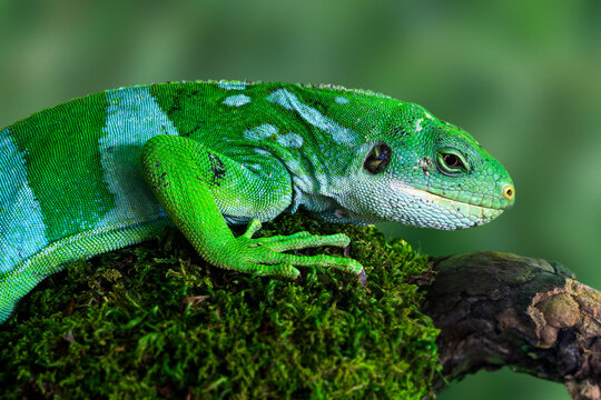 Lau Banded Iguana (male) - Brachylophus fasciatus