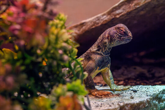 Omani spiny-tailed lizard - Uromastyx thomasi