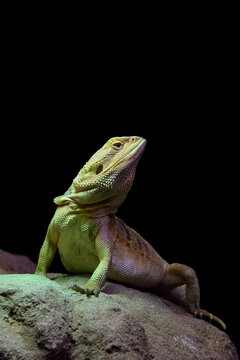 Central bearded dragon - Pogona vitticeps