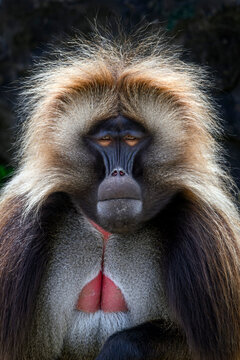 Gelada monkey - Theropithecus gelada