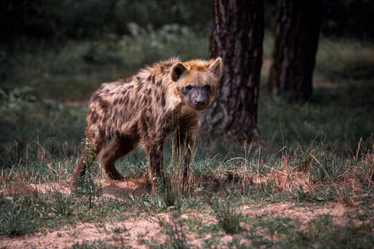 Spotted hyena - Crocuta crocuta