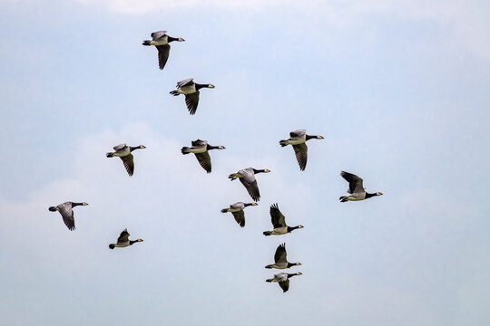 Flock of Barnacle geese - Branta leucopsis