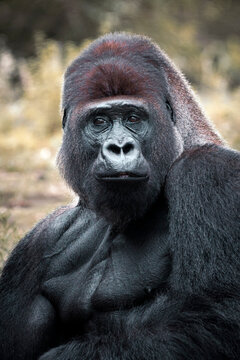  Western lowland gorilla - Gorilla gorilla