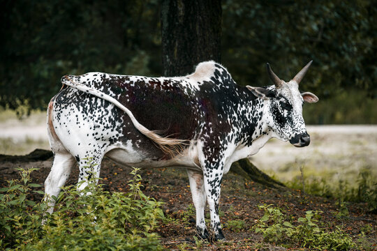 Zebu - Bos taurus indicus 