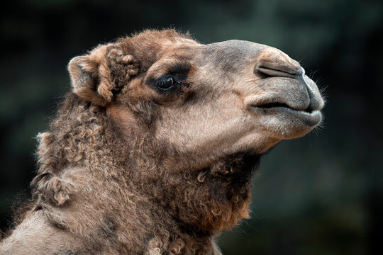 Dromedary camel portrait - Camelus dromedarius