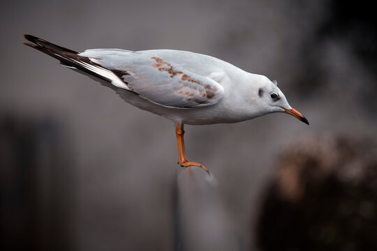 Black-headed gull, immature bird with winter plumage - Chroicocephalus ridibundus