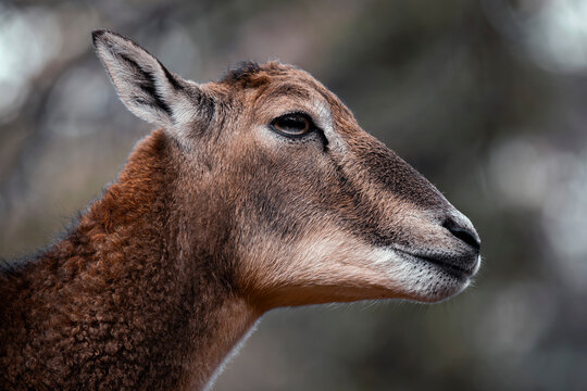 European mouflon (ewe) portrait - Ovis gmelini musimon