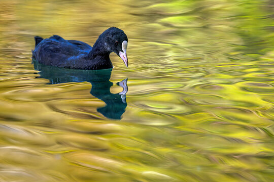 Eurasian coot - Fulica atra