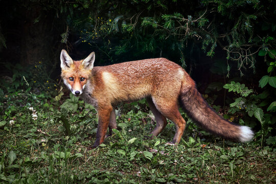 Red fox - Vulpes vulpes
