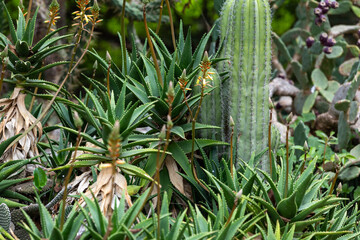 Obraz premium Aloe Vera and Columnar Cactus Growing Together. Desert Succulent Garden Close Up Shot. Green Botanical Texture for Garden Branding