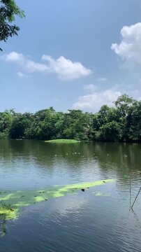 Scenic Nature Landscape of a Calm Lake in Rural Bangladesh