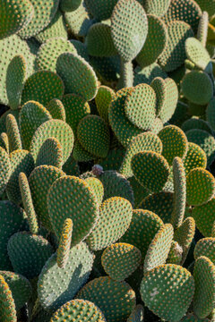 Bunny Ears Cactus Pads With Glochid Spots. Succulent Plant Pattern Close Up Shot. Desert Garden Texture for Botanical Background Vertical