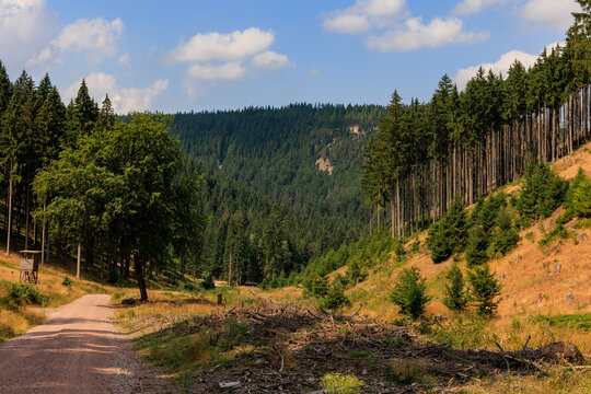 Wanderweg zwischen Oberhof und Luisenthal