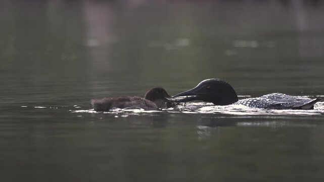Common loon on a lake with a chick