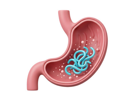 3d illustration of human stomach with parasitic worms isolated on transparent background