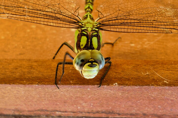 Southern Hawker Dragonfly (Aeshna cyanea) resting on a door frame  © plazaccameraman