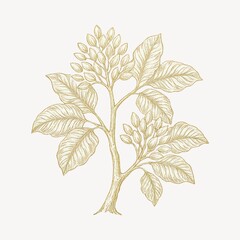 Obraz premium Elegant botanical illustration of plant.