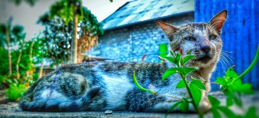 the sight of a scruffy stray cat © Fadhli