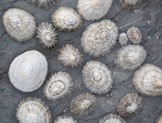 A lounge of limpets on a slate boulder at Strangles Beach Cornwall © Tim