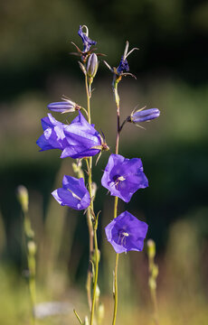 Peach-leaved bellflower flowering with two flower-spikes 