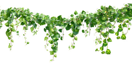 Lush green ivy garland, hanging climbing plant border, decorative trailing vine foliage isolated on white background © Fariha
