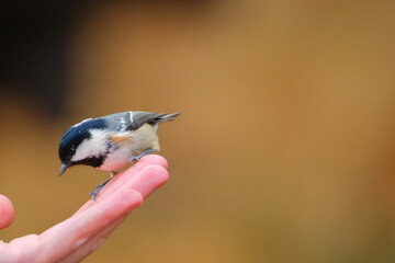 Coal tit. Bird on a branch. Feeding birds by hand. Blurred background. Animals in wild nature. Background, wallpaper, postcards. © biletskiyevgeniy