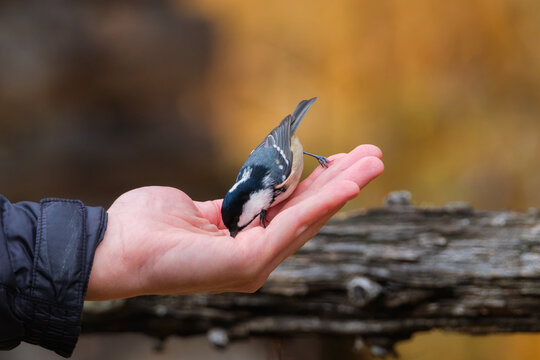 Coal tit. Bird on a branch. Feeding birds by hand. Blurred background. Animals in wild nature. Background, wallpaper, postcards.
