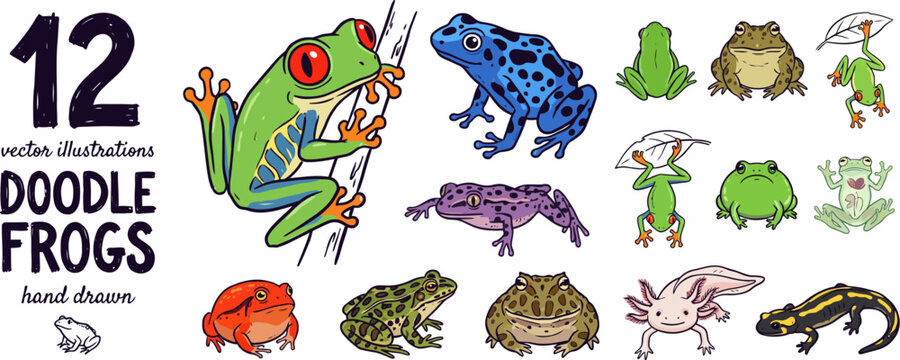 Twelve hand drawn doodle frog illustrations featuring various species like tree frogs poison dart frogs and axolotl isolated on white background for biology education vector collection