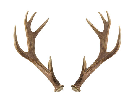 Detailed brown deer antlers with a natural texture and branching tines isolated on transparent background