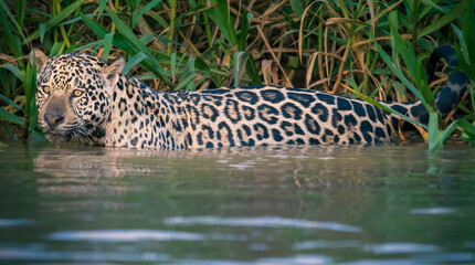 jaguar in the water © Agatha Carr