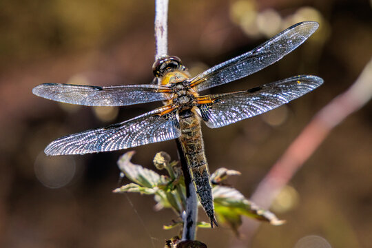 Libelle als Nahaufnahme (eventuell Vierfleck-Libelle)