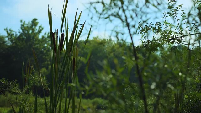 Cat Tails Blowing In The Wind