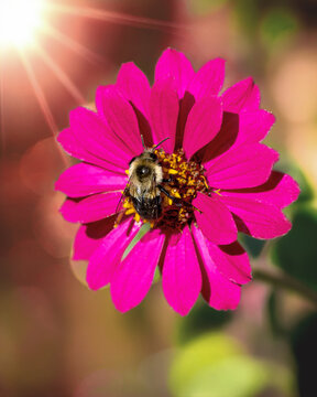 Bumblebee is collecting nectar on Magenta Zinnia