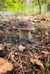 Fototapeta premium Picking mushrooms in the forest. Selective focus.
