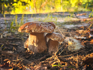 Fototapeta premium Picking mushrooms in the forest. Selective focus.