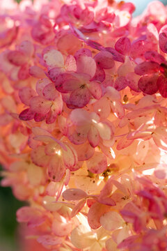 Lush hydrangeas in the garden in summer