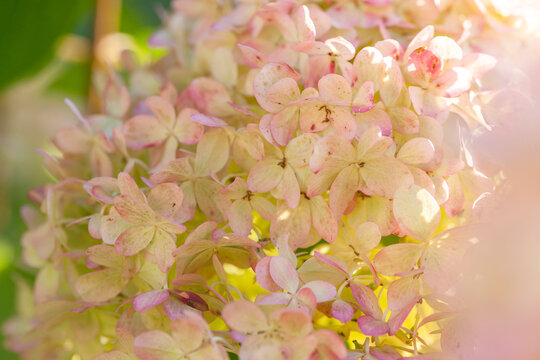 Lush hydrangeas in the garden in summer
