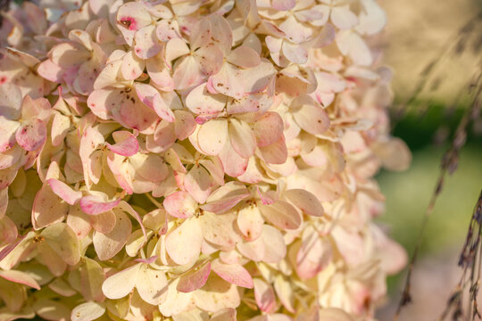 Lush hydrangeas in the garden in summer