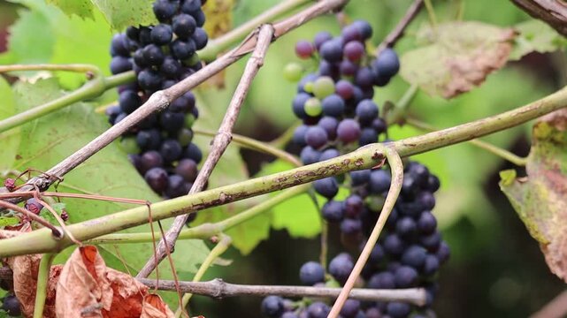 Ripe dark blue grapes growing on grapevine branches close up