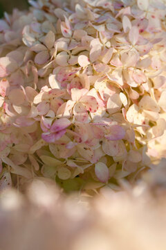 Lush hydrangeas in the garden in summer