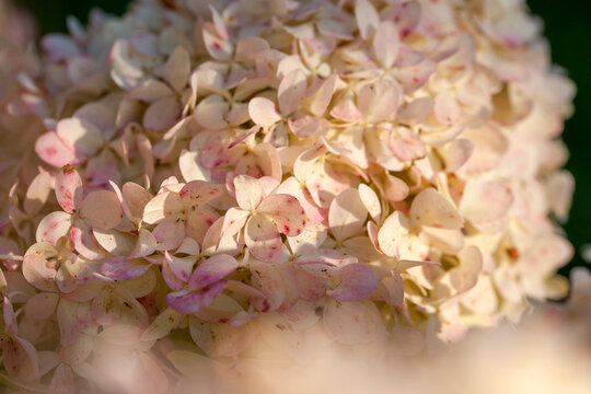 Lush hydrangeas in the garden in summer