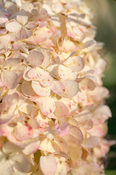 Lush hydrangeas in the garden in summer