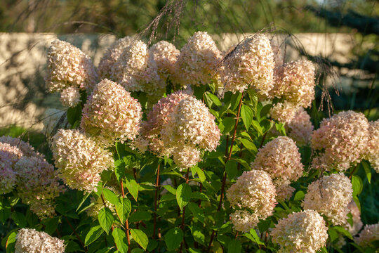 Lush hydrangeas in the garden in summer