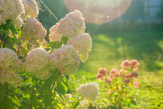 Lush hydrangeas in the garden in summer