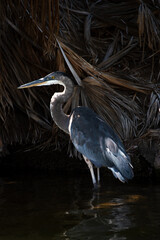Obraz premium A great blue heron standing in shallow water.