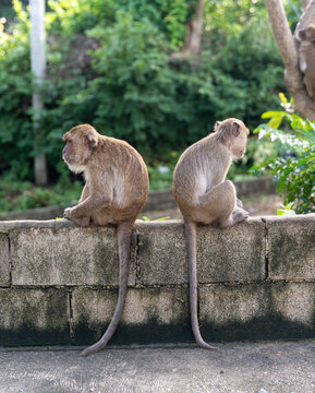 Two monkeys sitting back‑to‑back on a stone wall in a natural outdoor environment with green foliage.