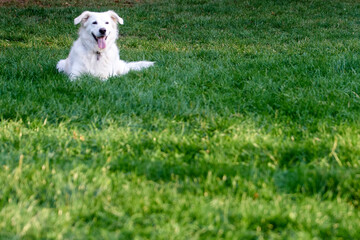 white dog sitting on gras, freespace, no people © Armin