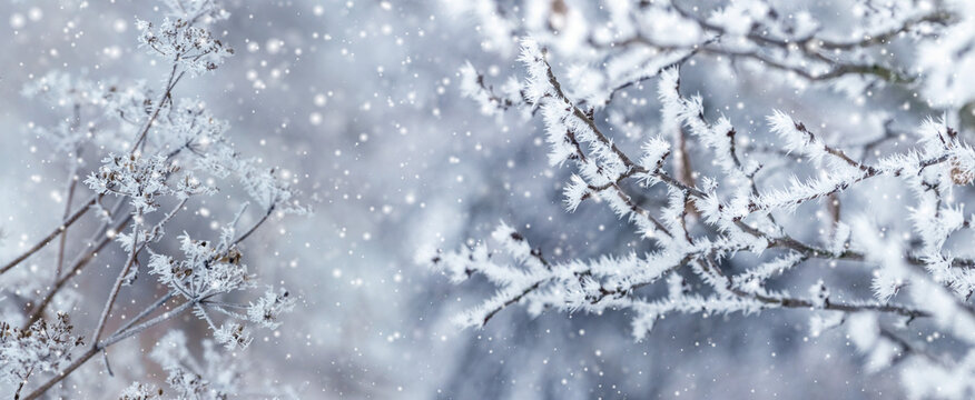 Frost-covered branches with falling snow in a soft winter scene
